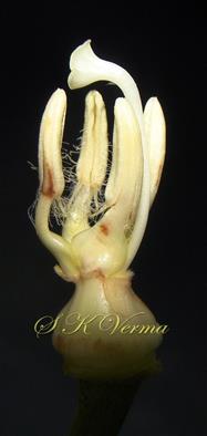  Stamens and Pistil